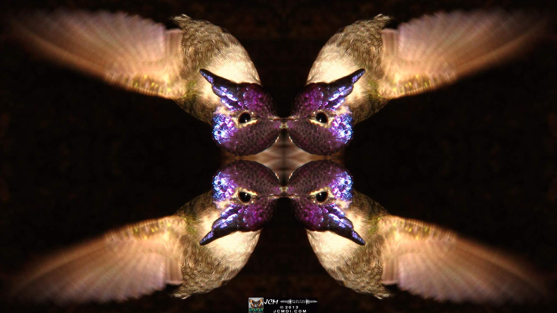 Quadroscopic art made from a digital image of a Hummingbird